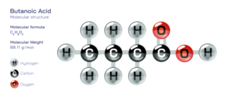 Butanoic Acid — Carboxylic Organic Compound Vector Illustration