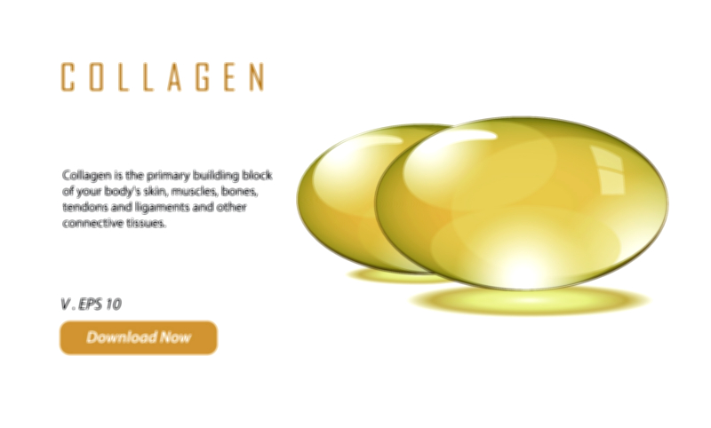 Collagen — Structural Protein of Connective Tissues Vector Illustration