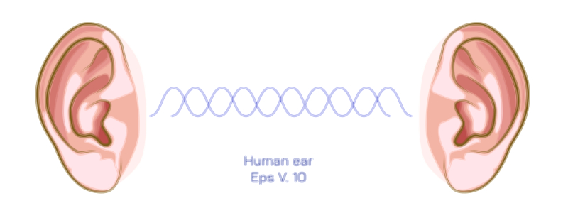 Ear — Human Auditory Organ Vector Illustration