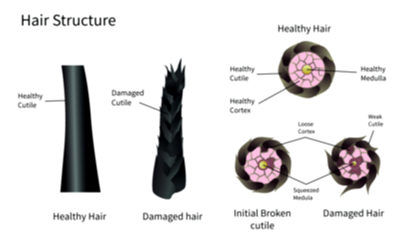 Human Hair Structure Vector Illustration | Layers, Follicles, and Biological Composition Explained