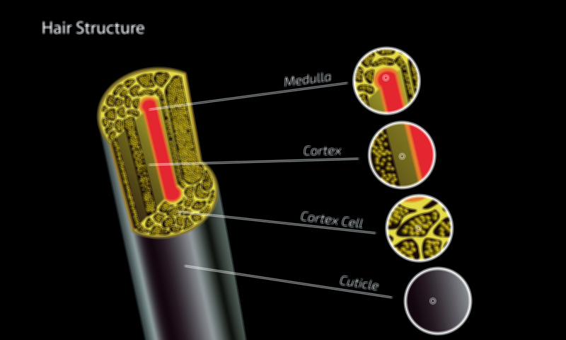 Human Hair Structure Vector Illustration | Anatomy, Layers, and Follicle Composition Explained