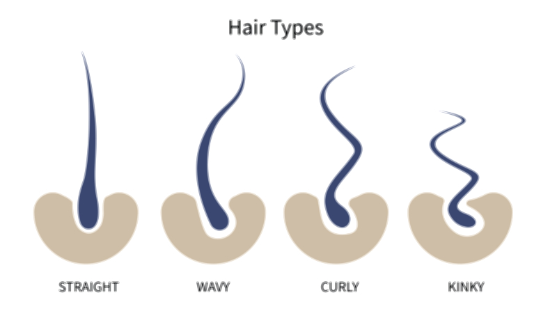 Hair Types Vector Illustration | Straight, Wavy, Curly, and Coily Hair Structure Explained