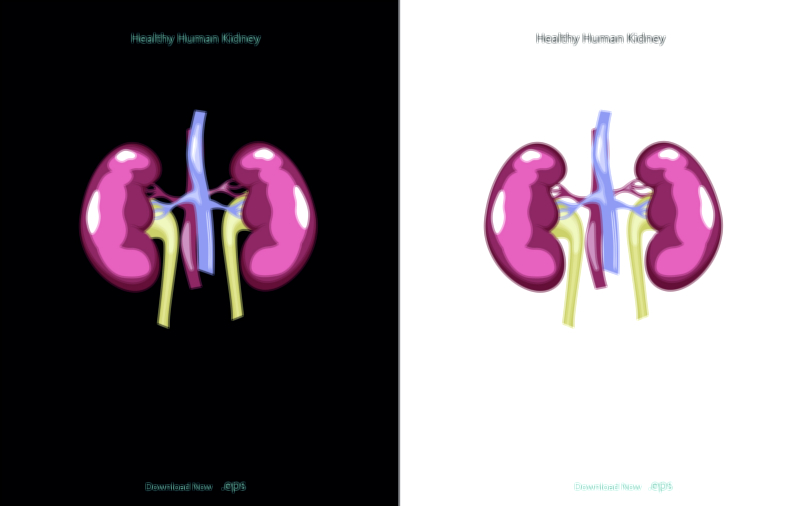 Human kidney anatomy and function vector illustration