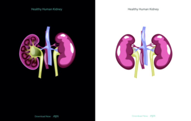 Human kidney structure and function vector illustration