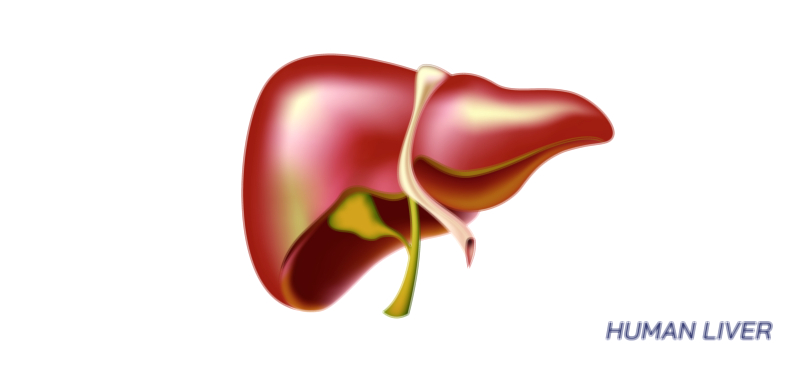 Human Liver Vector Illustration – Anatomy, Structure, and Functions of the Liver Explained