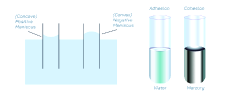 Meniscus Formation and Curved Liquid Surface Physics Vector Illustration
