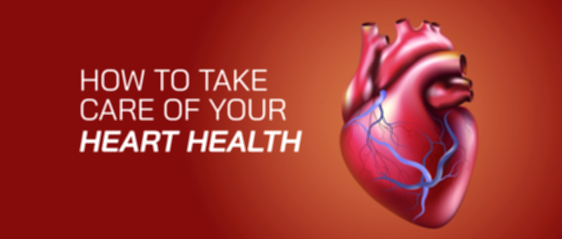 Human Heart Anatomy Vector Illustration