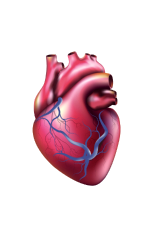Human Heart Vector Illustration