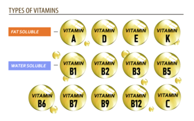 Types of Vitamins – Water Soluble and Fat Soluble Vector Illustration