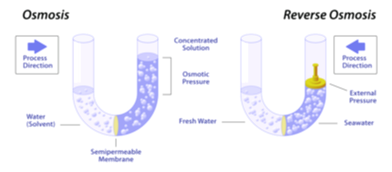 Osmosis biological process educational vector illustration for cell biology and science learning