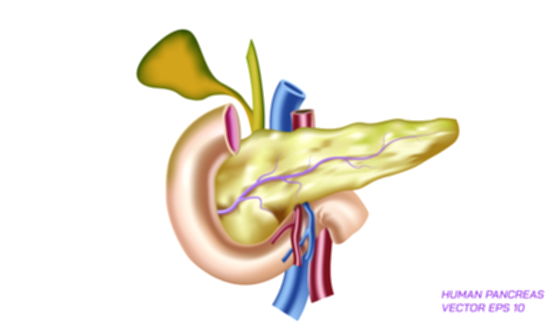 Pancreas anatomy educational vector illustration for human biology and medical learning