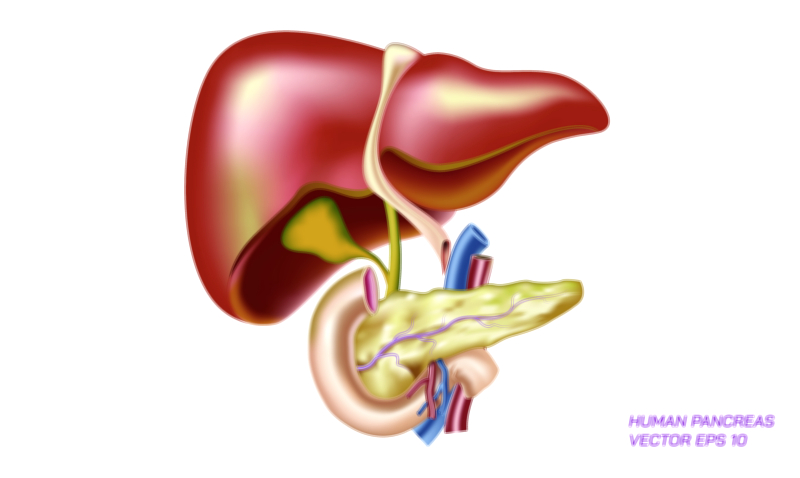 Human Liver and Pancreas vector illustration for anatomy education and medical learning