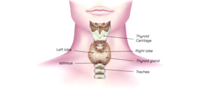 Thyroid anatomy educational vector illustration for human biology and medical learning
