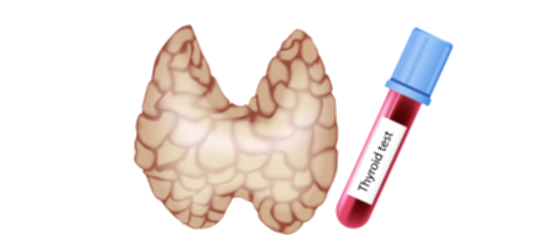 Thyroid Tests medical vector illustration for endocrine health and diagnostic education