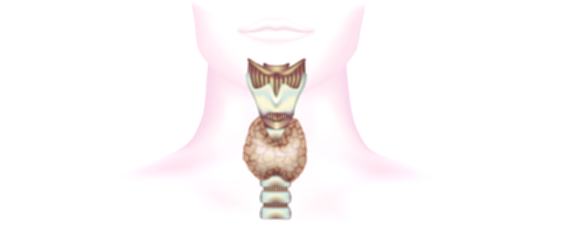 Thyroid Gland anatomy medical vector illustration for endocrine system and health education