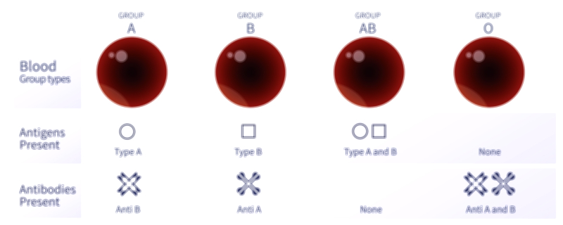 Types of Blood Groups and Their Classification | Medical Vector Illustration