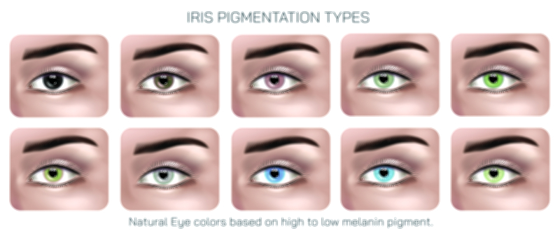 Iris pigmentation types vector illustration for medical and anatomy education