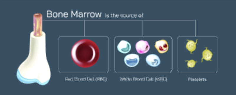 Bone Marrow Components Vector Illustration Showing Red and Yellow Marrow with Blood Cell Formation
