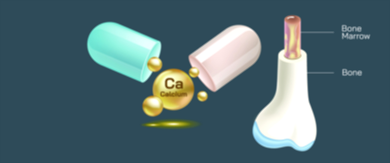 Bone and Bone Marrow Vector Illustration Showing Calcium Importance for Strength and Healthy Structure