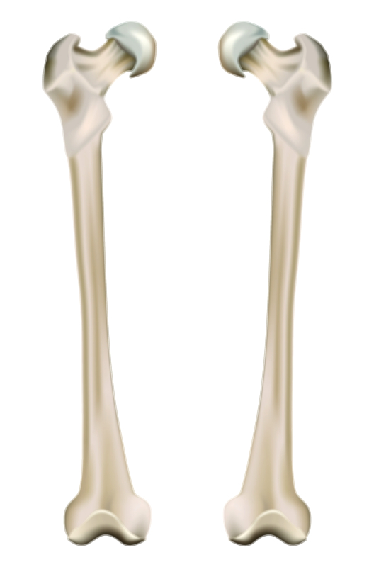 Femur Bone Vector Illustration Showing Structure, Shape, and Detailed Anatomy of the Longest Human Skeletal Bone
