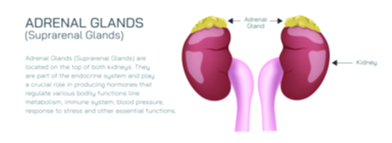 Adrenal Gland Template Vector Illustration Showing Structure, Hormone Zones, Cortex, and Medulla for Medical Study