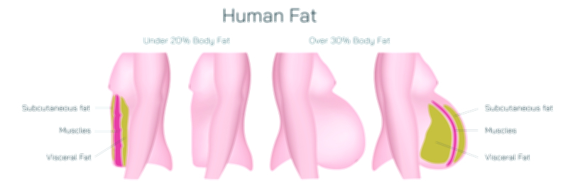 Human Body Fat Under 20% vs Over 30% Vector Illustration Showing Muscle Definition, Fat Distribution, and Body Composition