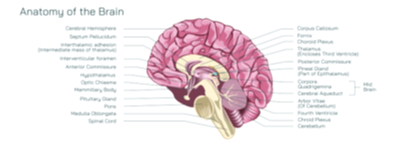 Anatomy of Brain Vector Illustration Showing Major Lobes, Neural Pathways, and Functional Regions of Human Nervous System