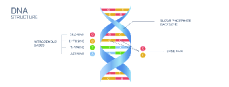 DNA Structure Vector Illustration Showing Double Helix, Base Pairing, and Molecular Genetic Composition in Biology