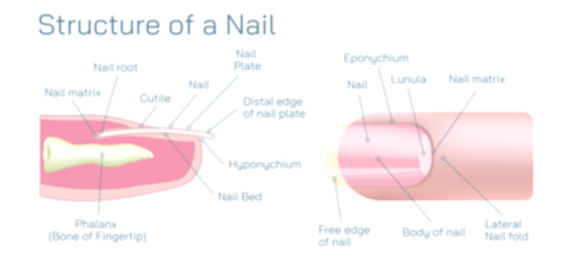 Structure of a Nail Vector Illustration Showing Nail Plate, Cuticle, Matrix, and Bed Anatomy in Human Biology