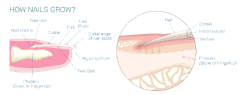 How Nails Grow Vector Illustration Showing Nail Matrix, Keratin Formation, and Growth Direction in Human Anatomy