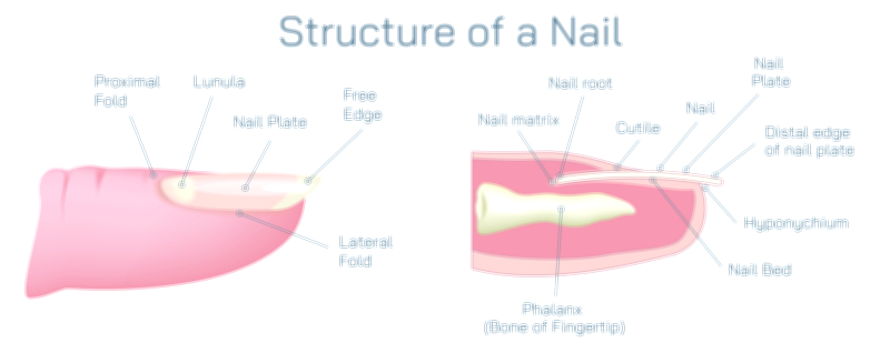 Structure of a Nail Vector Illustration Showing Nail Plate, Cuticle, Matrix, Lunula, and Nail Bed in Human Anatomy