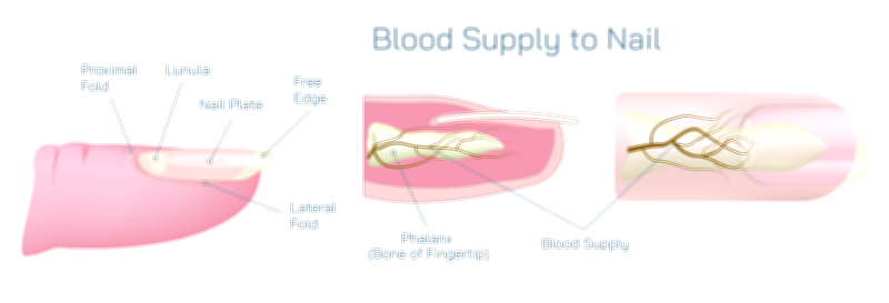 Blood Supply to Nail Vector Illustration Showing Capillaries, Nail Bed Circulation, and Vascular Anatomy in Human Finger