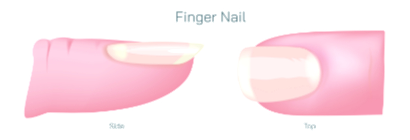Finger Nail Vector Illustration Showing Nail Plate, Cuticle, Matrix, Lunula, and Nail Bed Anatomy in Human Hand