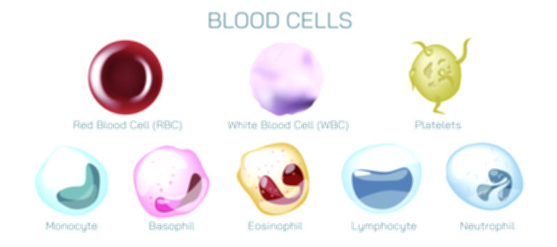 Blood Cells Types Vector Illustration Showing Red Blood Cells, White Blood Cells, Platelets, and Function in Human Circulatory System