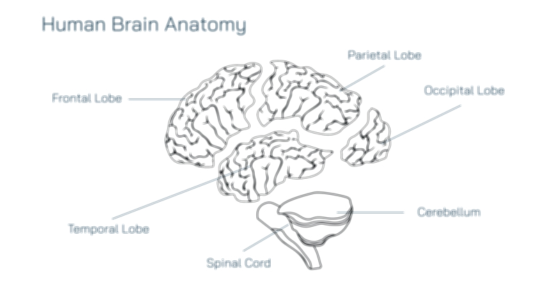 Brain Anatomy Vector Illustration Showing Cerebrum, Cerebellum, Brainstem, Lobes, and Functional Regions of Human Brain