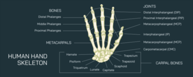 Hand Skeleton Anatomy Vector Illustration Showing Bones of Palm, Fingers, Wrist, and Joint Structure