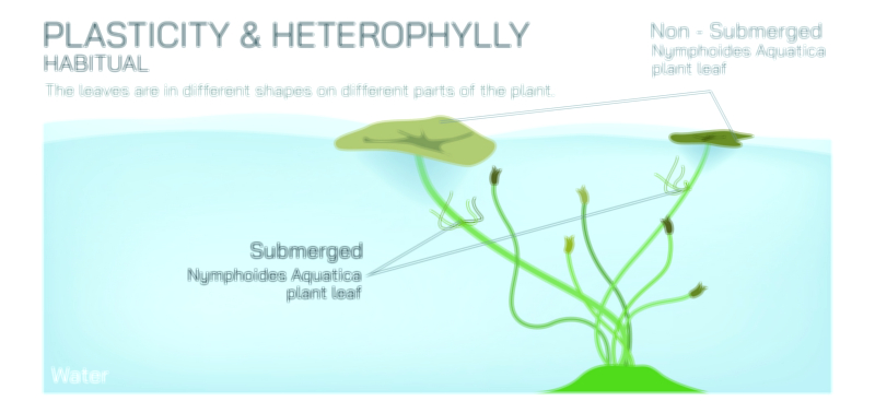 Heterophylly and Leaf Plasticity Vector Illustration Showing Habitual Variation in Plant Leaf Forms