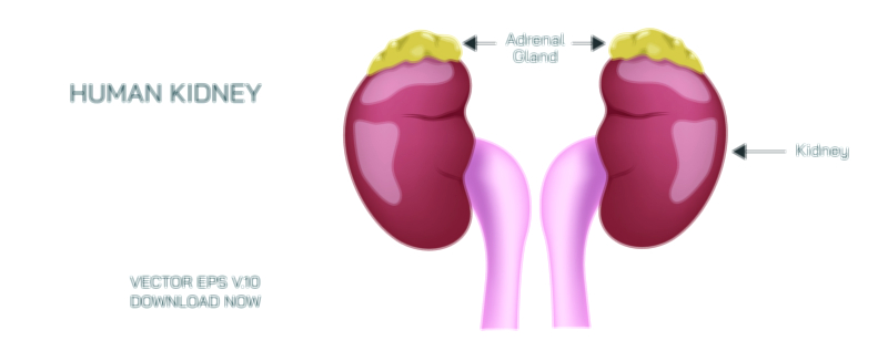 Human Kidney and Adrenal Gland Vector Illustration Showing Structure and Function in Urinary and Endocrine System