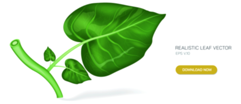 Leaf vector illustration showing detailed structure, shape, and vein pattern for biology and design education