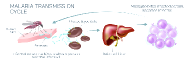 Malaria transmission cycle vector illustration showing mosquito bite infection stages and parasite life cycle in humans