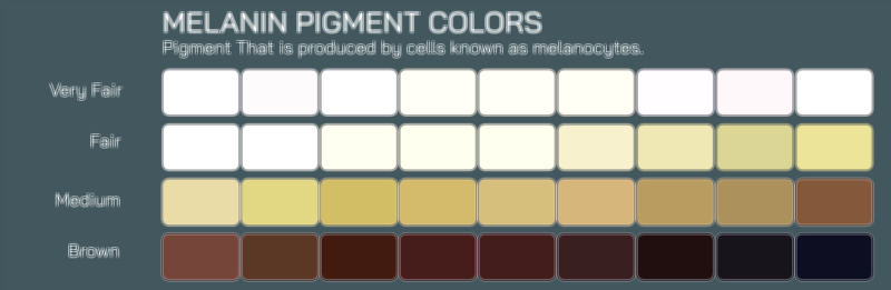 Melanin pigment colors of skin vector illustration showing eumelanin and pheomelanin variations affecting human skin tone diversity