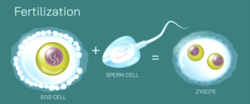 Fertilization vector illustration showing sperm-egg fusion, zygote formation, and early stages of human reproduction