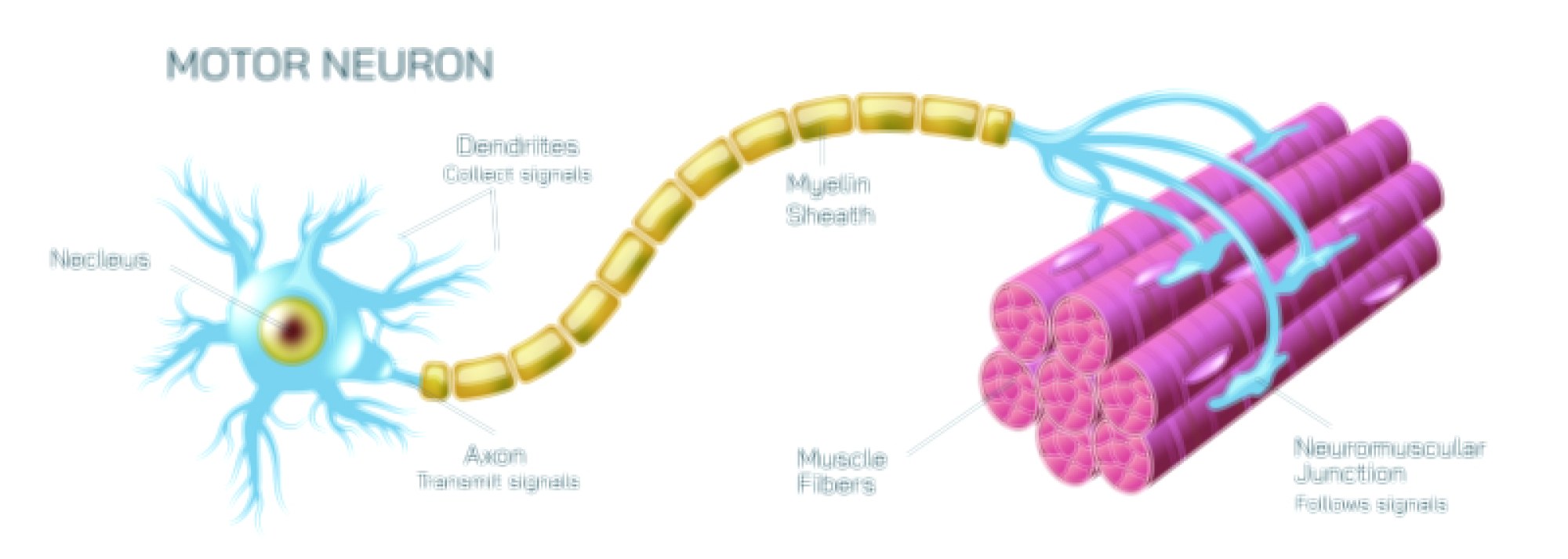 Motor neuron vector illustration showing neuron structure, axon, dendrites, and impulse transmission in the nervous system