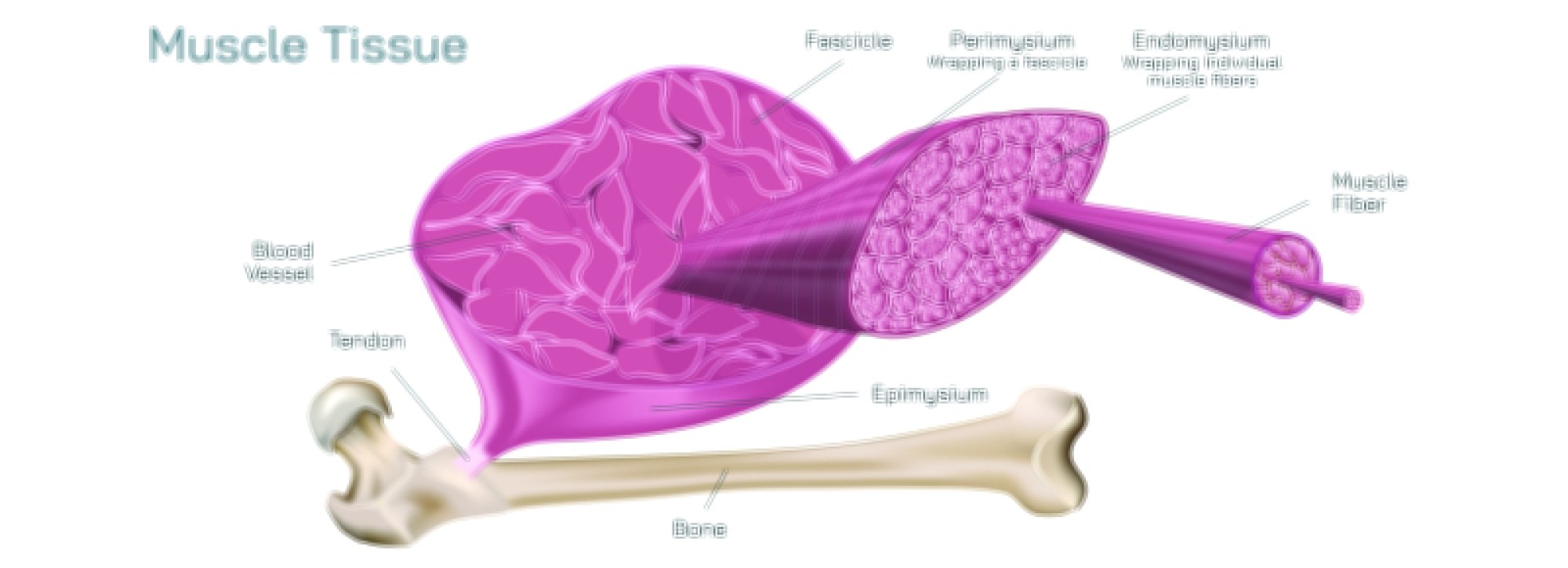 Detailed Muscle Structure Anatomy Showing Muscle Fibers, Myofibrils, and Sarcomere Organization