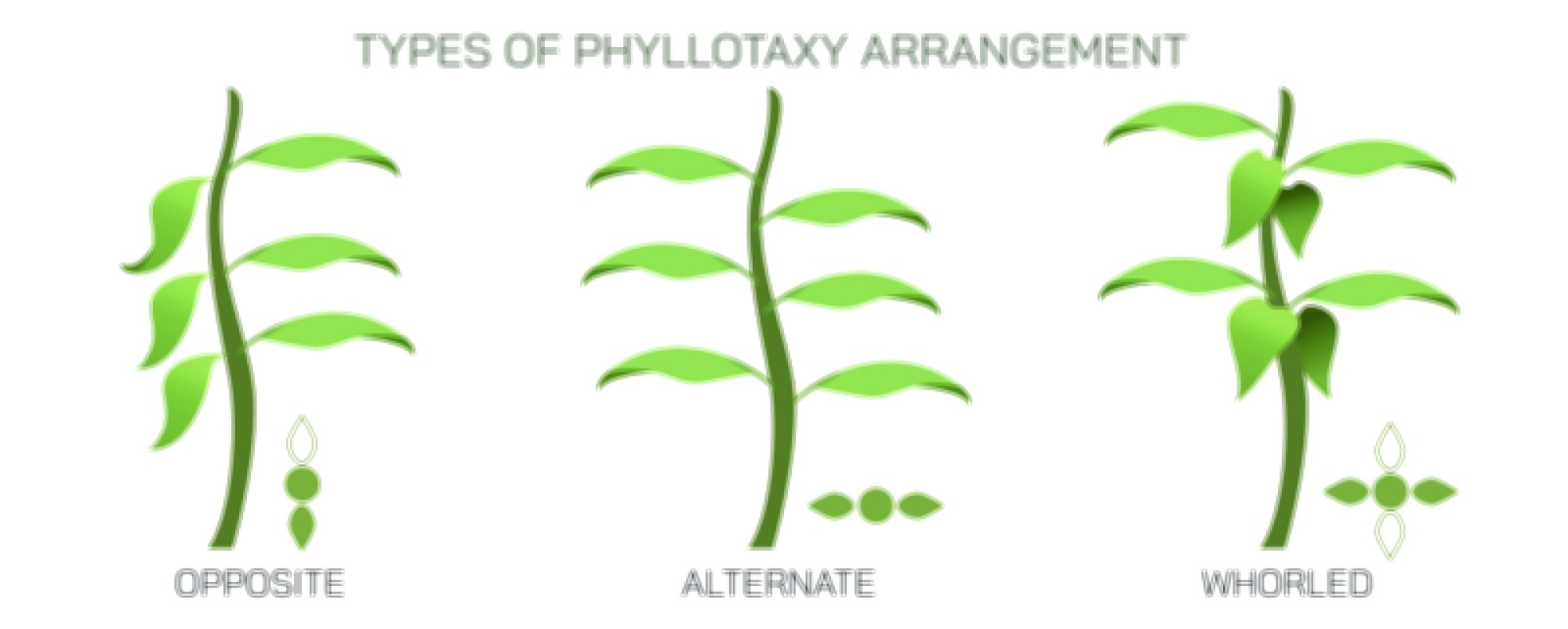 Phyllotaxy Arrangement Types Explained: Alternate, Opposite, and Whorled Leaf Patterns