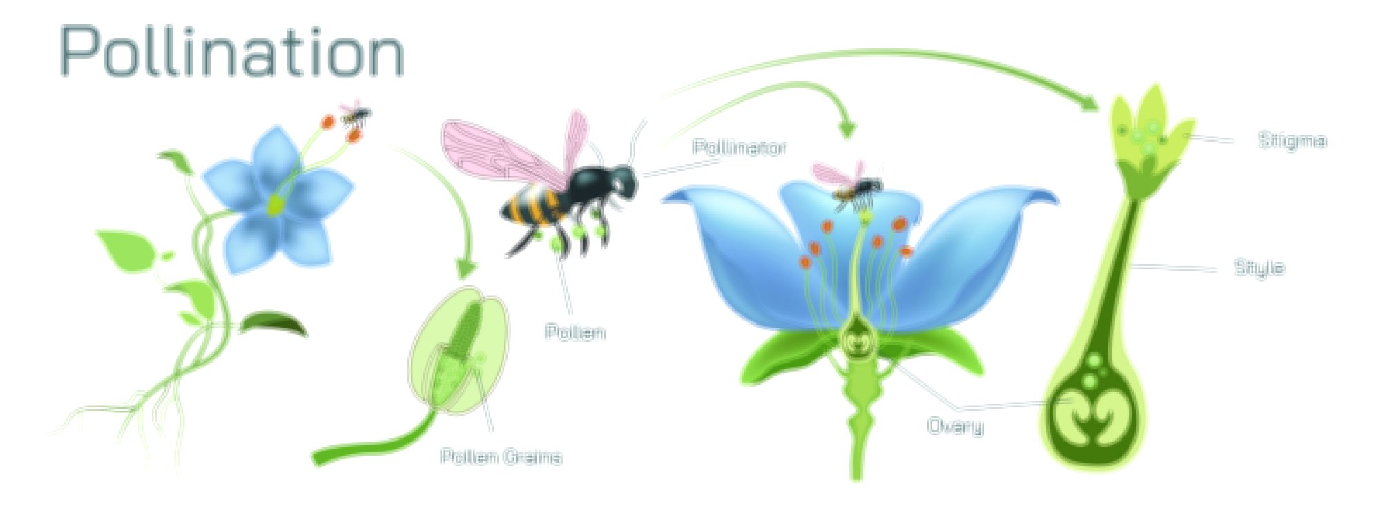 Pollination Process Explained: Transfer of Pollen from Anther to Stigma in Flowering Plants