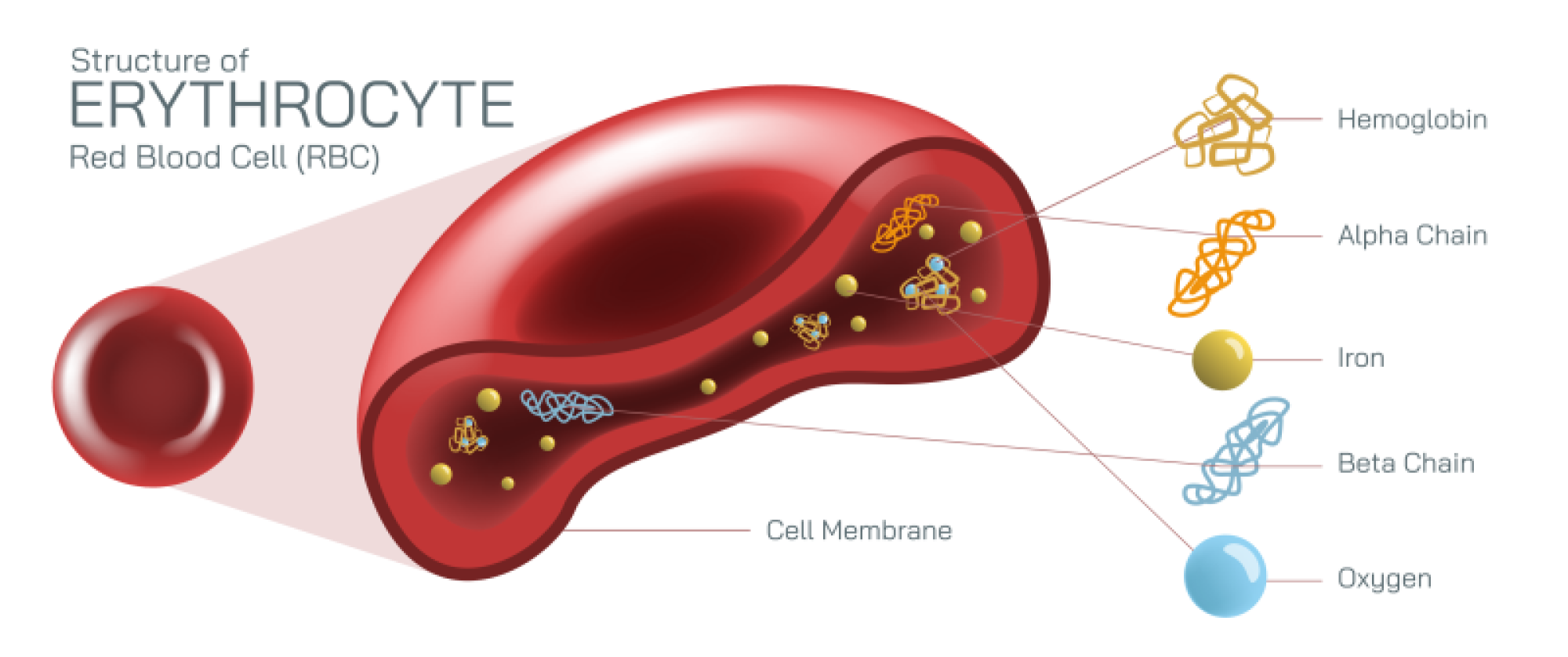 Cross Section of Red Blood Cell Structure and Function Diagram