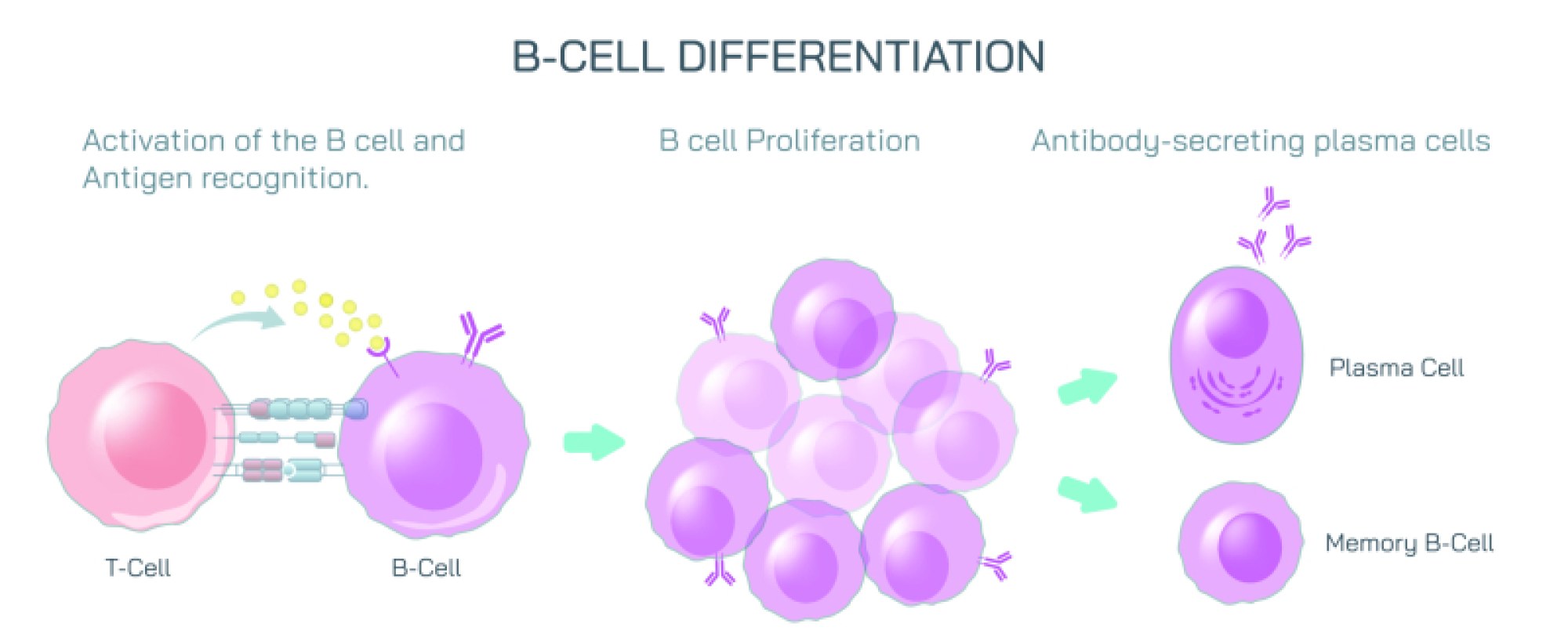Antigen vs Antibody Illustration Showing Immune System Interaction and Defense Mechanism