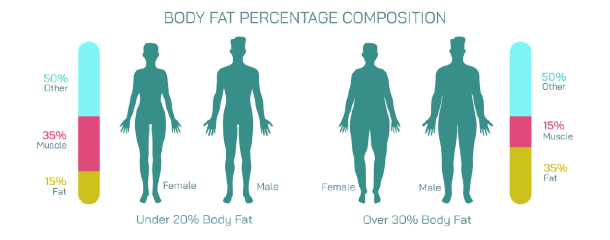 Body Fat Percentage Illustration: Healthy Ranges and Fat Distribution in Human Body