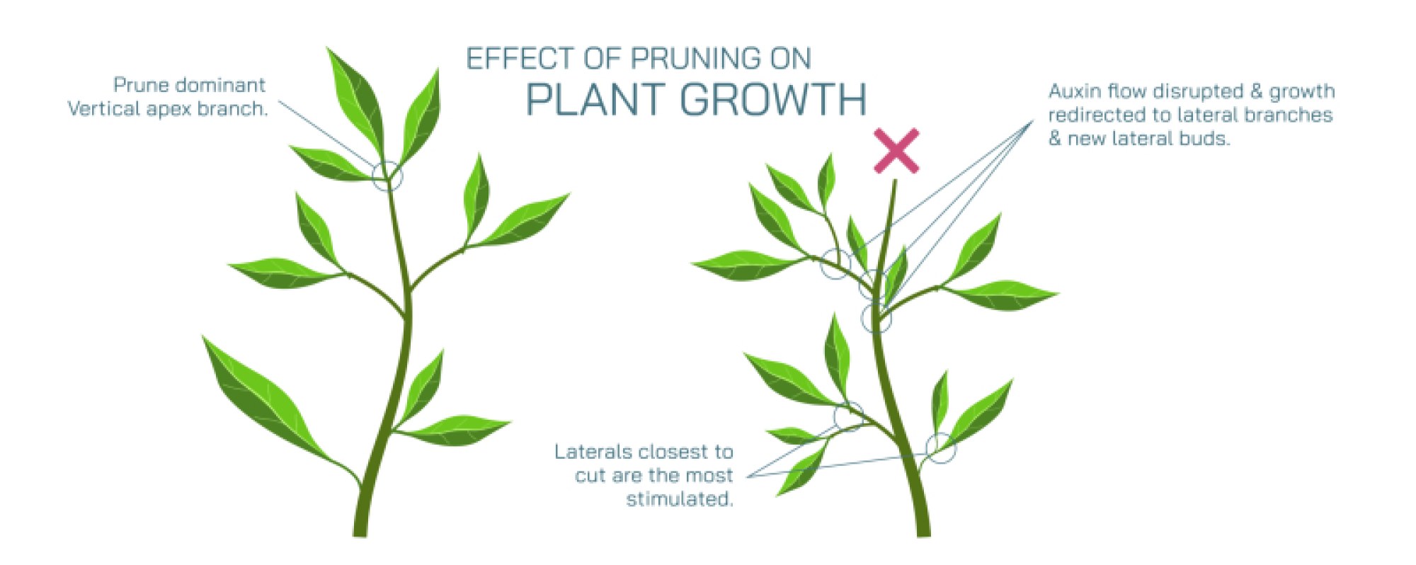 Branching in Plants Illustration: Types, Patterns, and Growth Mechanisms Explained